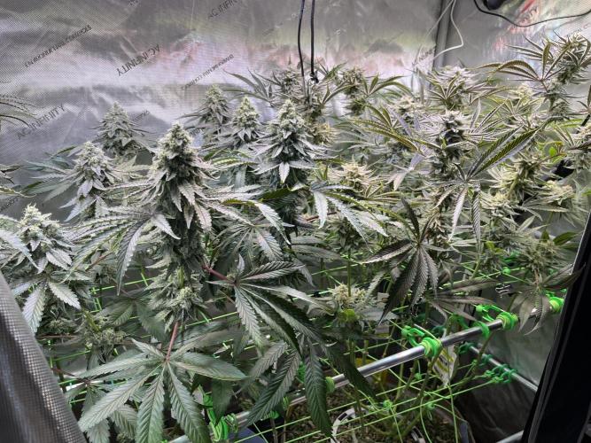 Chem-D Duet. Week 14