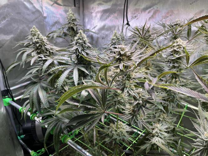 Chem-D Duet. Week 14