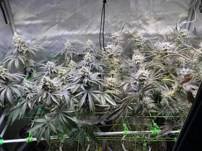 Chem-D Duet. Week 15