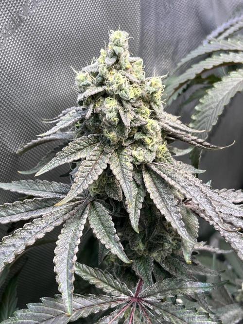 Chem-D Duet. Week 15
