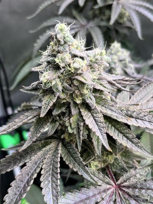 Chem-D Duet. Week 15