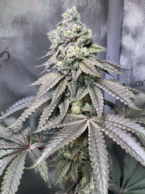 Chem-D Duet. Week 15