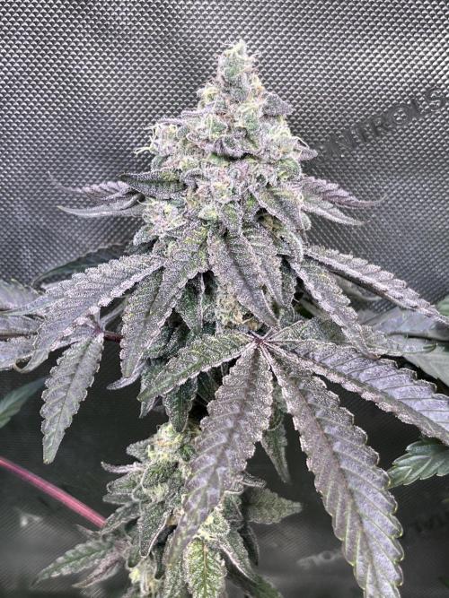 Chem-D Duet. Week 15