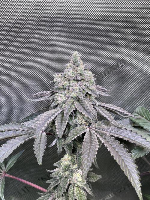 Chem-D Duet. Week 15