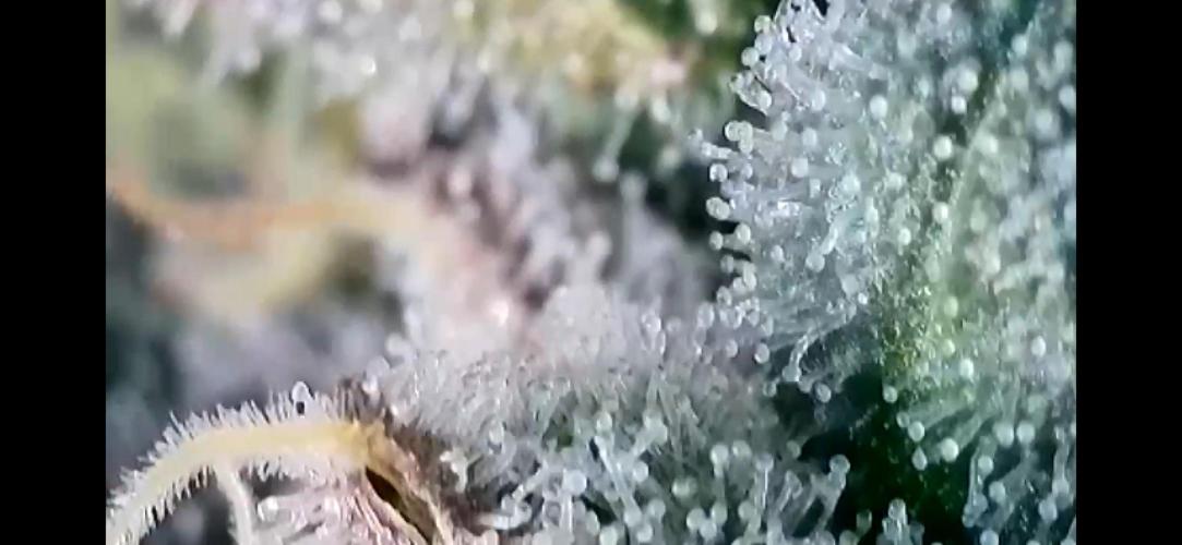 Chem-D Duet. Week 15