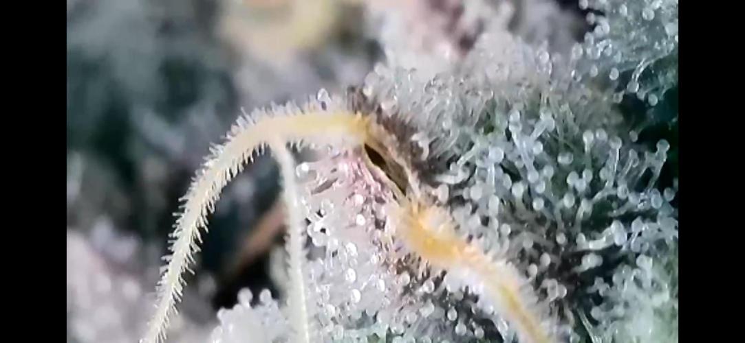 Chem-D Duet. Week 15