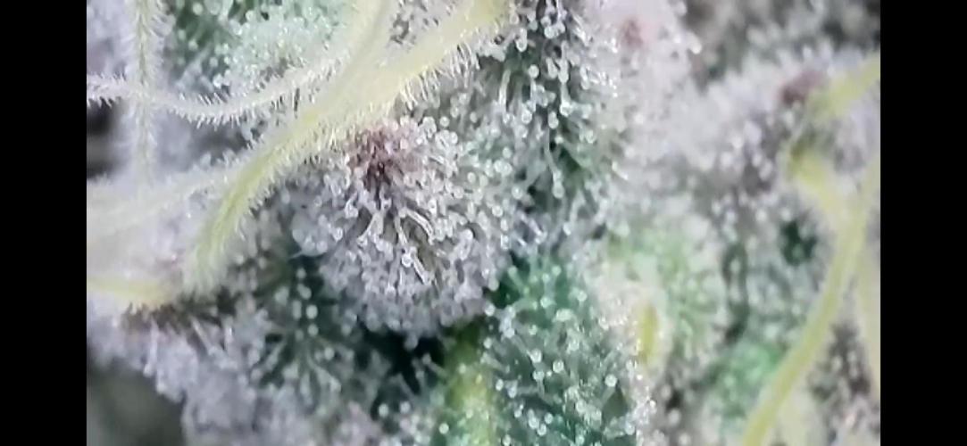 Chem-D Duet. Week 15