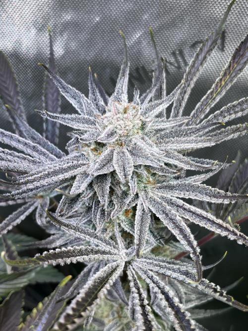 Chem-D Duet. Week 15
