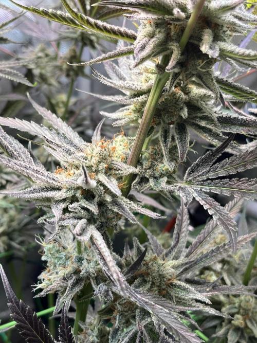Chem-D Duet. Week 15