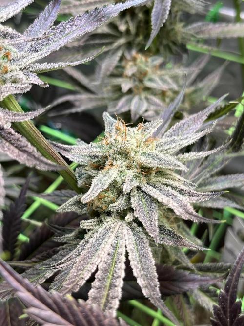 Chem-D Duet. Week 15