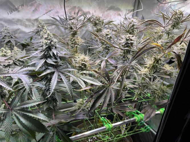 Chem-D Duet. Week 15
