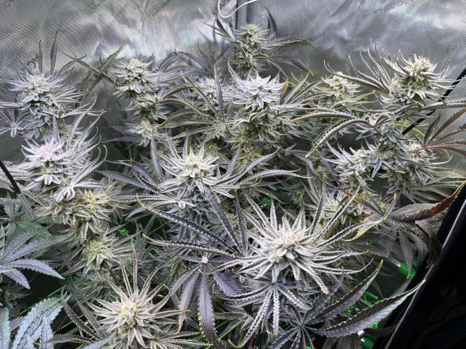 Chem-D Duet. Week 15 - Chemferno 