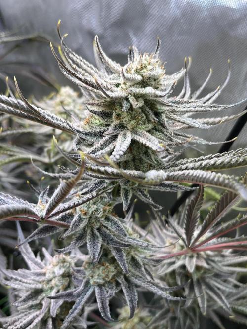 Chem-D Duet. Week 15