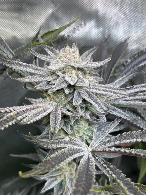 Chem-D Duet. Week 15