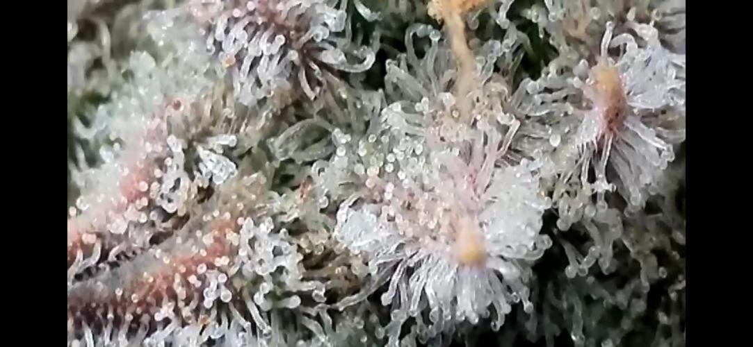 Chem-D Duet. Week 15 - Chemferno 
