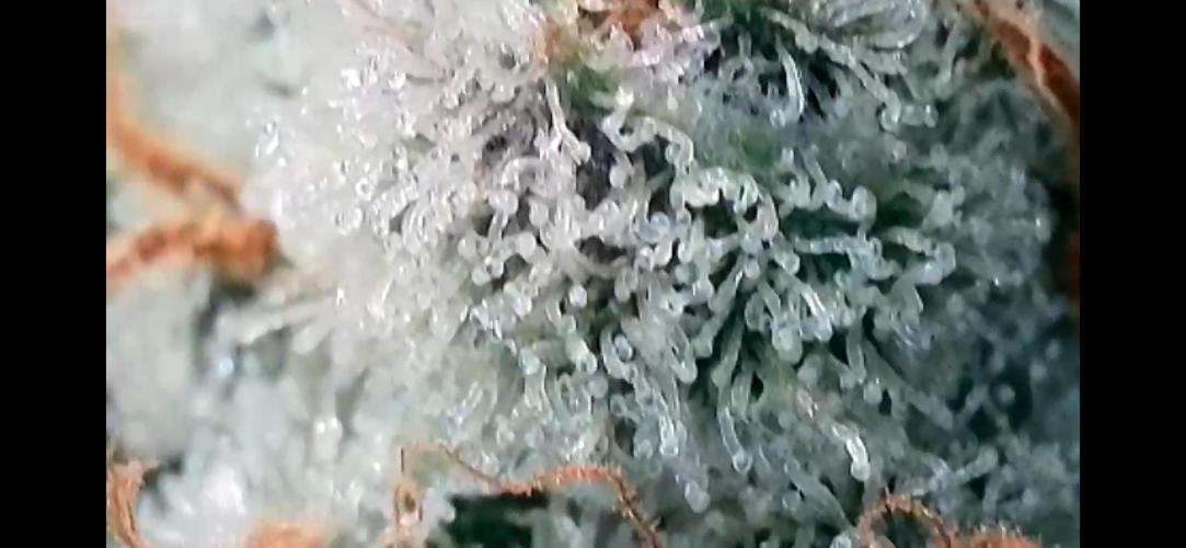 Chem-D Duet. Week 15