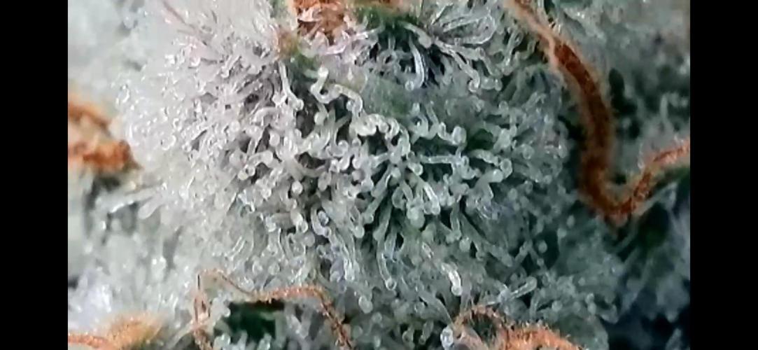 Chem-D Duet. Week 15