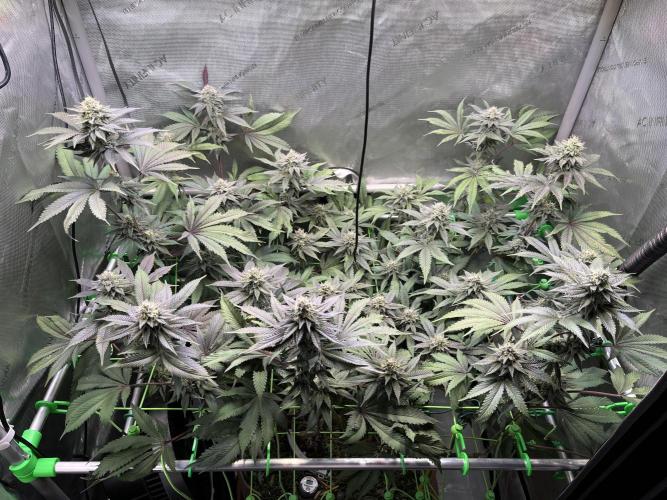 Pink Milk • Solfire. Week 13