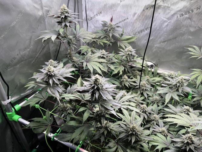 Pink Milk • Solfire. Week 13
