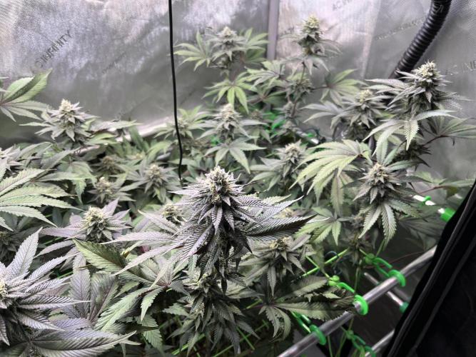 Pink Milk • Solfire. Week 13