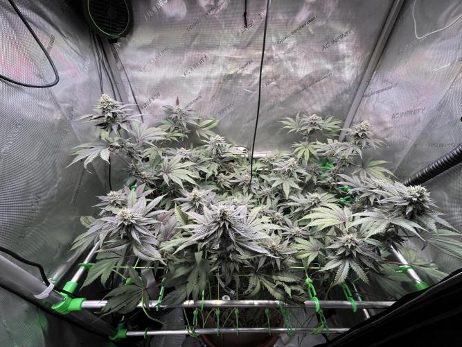 Pink Milk • Solfire. Week 13