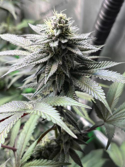 Pink Milk • Solfire. Week 13