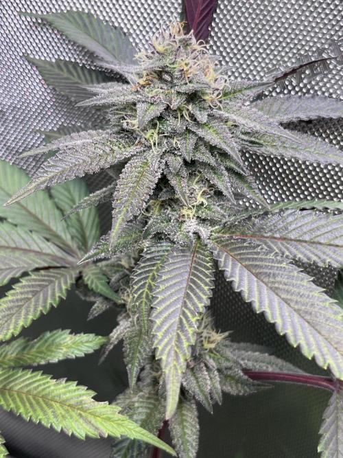 Pink Milk • Solfire. Week 13