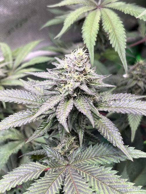 Pink Milk • Solfire. Week 13