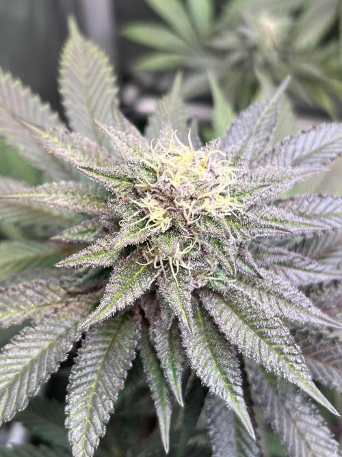 Pink Milk • Solfire. Week 13