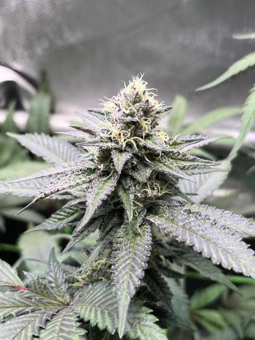 Pink Milk • Solfire. Week 13