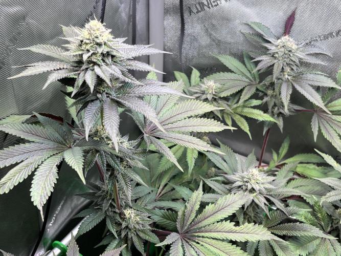 Pink Milk • Solfire. Week 13