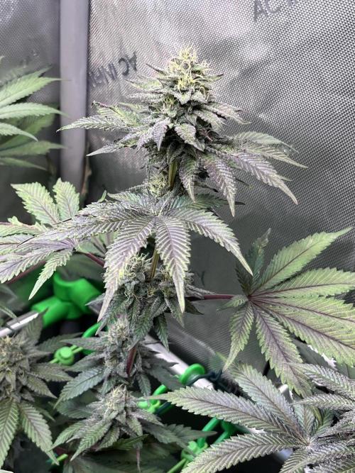 Pink Milk • Solfire. Week 13