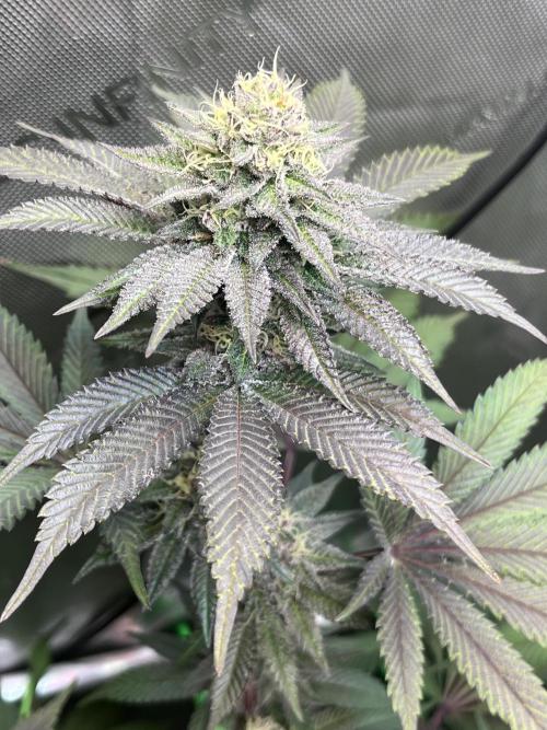 Pink Milk • Solfire. Week 13