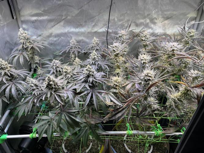 Chem-D Duet. Week 16