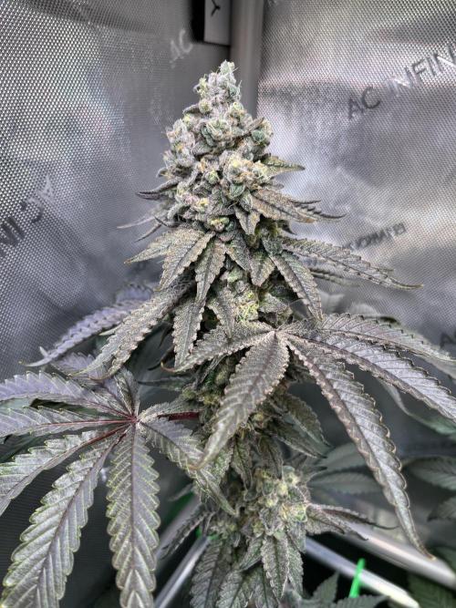 Chem-D Duet. Week 16