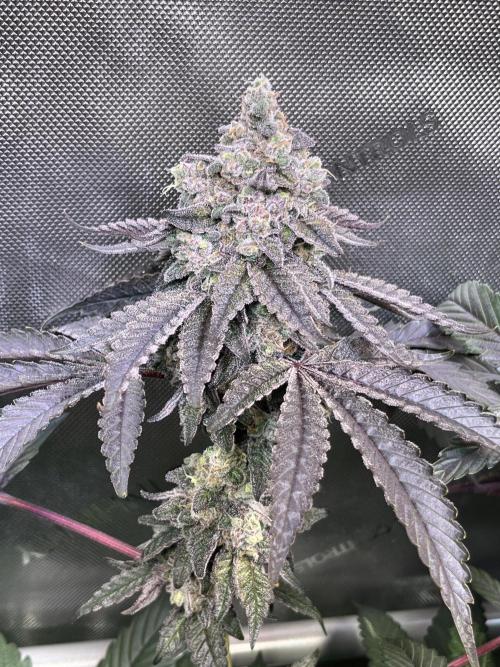 Chem-D Duet. Week 16