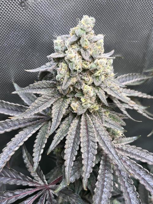 Chem-D Duet. Week 16