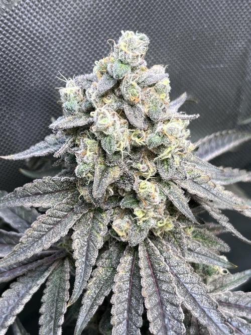 Chem-D Duet. Week 16