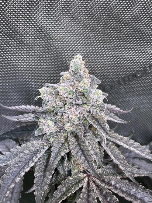 Chem-D Duet. Week 16