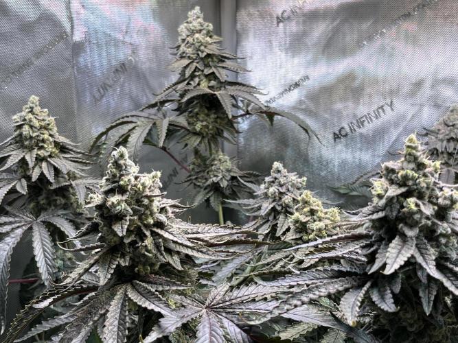 Chem-D Duet. Week 16