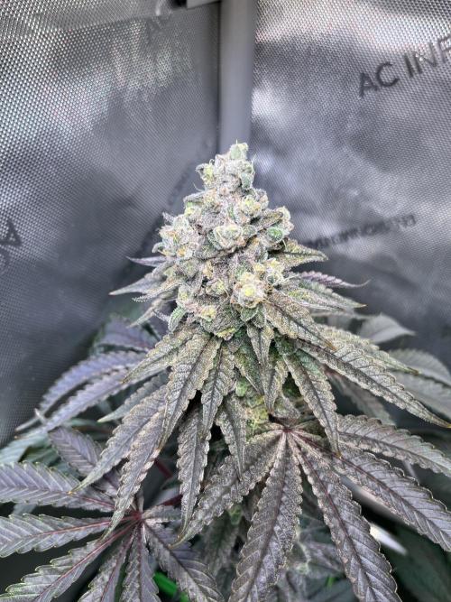 Chem-D Duet. Week 16