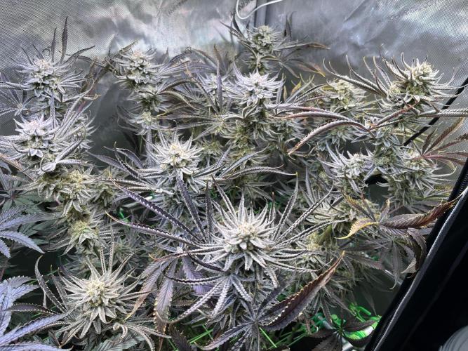 Chem-D Duet. Week 16 - Chemferno 
