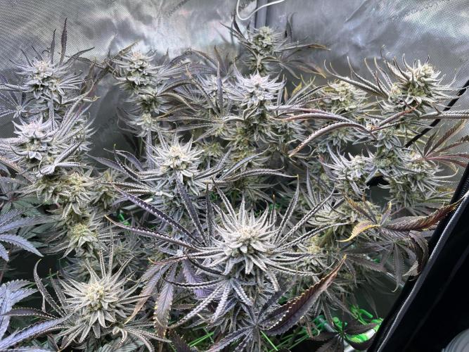 Chem-D Duet. Week 16