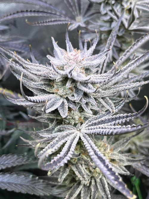 Chem-D Duet. Week 16