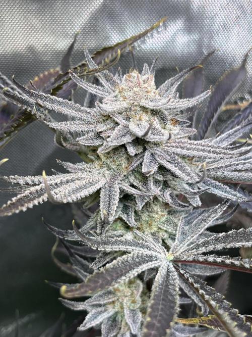 Chem-D Duet. Week 16