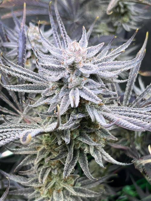 Chem-D Duet. Week 16