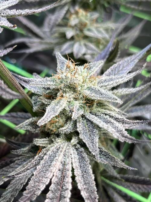 Chem-D Duet. Week 16