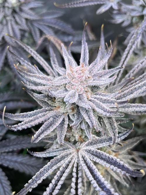 Chem-D Duet. Week 16