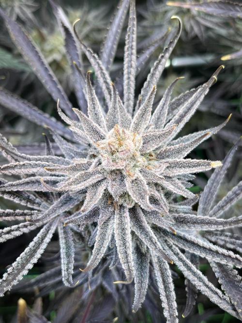 Chem-D Duet. Week 16