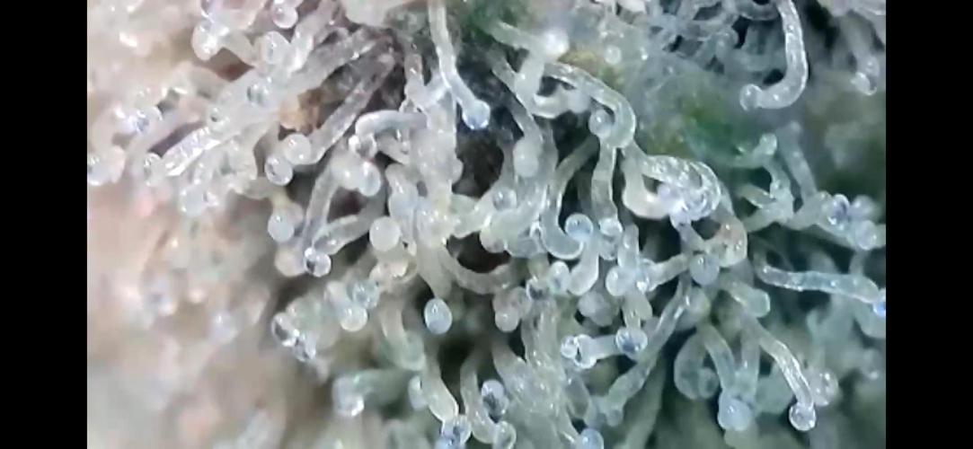Chem-D Duet. Week 16 - Chemferno 